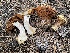  (Calonarius saxamontanus - FDS-CA-05314)  @11 [ ] by-nc (2024) Damon Tighe Fungal Diversity Survey