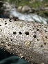  ( - FDS-CA-04900)  @11 [ ] c (2024) Rudy Diaz Fungal Diversity Survey