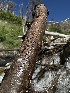  ( - FDS-CA-04900)  @11 [ ] c (2024) Rudy Diaz Fungal Diversity Survey