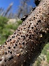  ( - FDS-CA-04900)  @11 [ ] c (2024) Rudy Diaz Fungal Diversity Survey