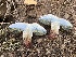  (Caloboletus rubripes - FDS-CA-00282)  @11 [ ] by-nc (2024) Dean Lyons Fungal Diversity Survey