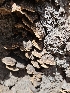 (Porodaedalea cancriformans - FDS-CA-05164)  @11 [ ] by (2024) Mandy Hackney Fungal Diversity Survey