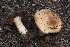  ( - FDS-CA-00801)  @11 [ ] by-nc (2024) Warren Cardimona Fungal Diversity Survey