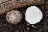  ( - FDS-CA-00682)  @11 [ ] by-nc (2024) Warren Cardimona Fungal Diversity Survey