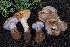  ( - FDS-CA-00899)  @11 [ ] by-nc (2024) Warren Cardimona Fungal Diversity Survey