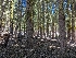  ( - FDS-CA-00899)  @11 [ ] by-nc (2024) Warren Cardimona Fungal Diversity Survey