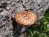  ( - FDS-CA-00683)  @11 [ ] by-nc (2024) Warren Cardimona Fungal Diversity Survey