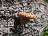  ( - FDS-CA-00683)  @11 [ ] by-nc (2024) Warren Cardimona Fungal Diversity Survey