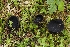  (Pseudoplectania sp. CA03 - FDS-CA-00689)  @11 [ ] by-nc (2024) Warren Cardimona Fungal Diversity Survey