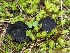  ( - FDS-CA-00689)  @11 [ ] by-nc (2024) Warren Cardimona Fungal Diversity Survey