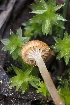  ( - FDS-CA-00823)  @11 [ ] by-nc (2024) Warren Cardimona Fungal Diversity Survey