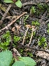  ( - FDS-CA-00823)  @11 [ ] by-nc (2024) Warren Cardimona Fungal Diversity Survey