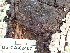  (Biscogniauxia - FDS-CA-02407)  @11 [ ] by-nc (2024) Jaren Hockert Fungal Diversity Survey