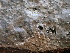  ( - FDS-CA-02407)  @11 [ ] by-nc (2024) Jaren Hockert Fungal Diversity Survey