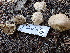  ( - FDS-CA-02411)  @11 [ ] by-nc (2024) Jaren Hockert Fungal Diversity Survey