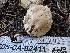  ( - FDS-CA-02411)  @11 [ ] by-nc (2024) Jaren Hockert Fungal Diversity Survey