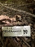  ( - FDS-CA-04903)  @11 [ ] c (2024) Rudy Diaz Fungal Diversity Survey