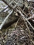  ( - FDS-CA-04903)  @11 [ ] c (2024) Rudy Diaz Fungal Diversity Survey