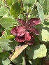  ( - FDS-CA-04795)  @11 [ ] by-nc (2024) Dean Lyons Fungal Diversity Survey