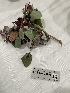 ( - FDS-CA-04795)  @11 [ ] by-nc (2024) Dean Lyons Fungal Diversity Survey