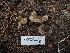  ( - FDS-CA-05901)  @11 [ ] by-nc (2024) Fresno Mycology Society Fungal Diversity Survey