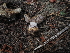  ( - FDS-CA-05901)  @11 [ ] by-nc (2024) Fresno Mycology Society Fungal Diversity Survey