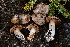  ( - FDS-CA-04045)  @11 [ ] by-nc (2024) Christian Schwarz Fungal Diversity Survey
