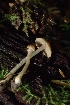  ( - FDS-CA-02554)  @11 [ ] by-nc (2024) Sadie Hickey Fungal Diversity Survey