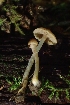  ( - FDS-CA-02554)  @11 [ ] by-nc (2024) Sadie Hickey Fungal Diversity Survey