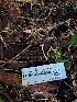  ( - FDS-CA-02554)  @11 [ ] by-nc (2024) Sadie Hickey Fungal Diversity Survey