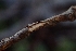  ( - FDS-CA-02539)  @11 [ ] by-nc (2024) Sadie Hickey Fungal Diversity Survey