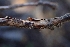  ( - FDS-CA-02539)  @11 [ ] by-nc (2024) Sadie Hickey Fungal Diversity Survey