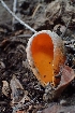  ( - FDS-CA-02530)  @11 [ ] by-nc (2024) Sadie Hickey Fungal Diversity Survey