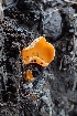  ( - FDS-CA-02530)  @11 [ ] by-nc (2024) Sadie Hickey Fungal Diversity Survey