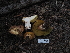  ( - FDS-CA-05906)  @11 [ ] by-nc (2024) Fresno Mycology Society Fungal Diversity Survey