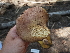  ( - FDS-CA-05906)  @11 [ ] by-nc (2024) Fresno Mycology Society Fungal Diversity Survey