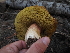  ( - FDS-CA-05906)  @11 [ ] by-nc (2024) Fresno Mycology Society Fungal Diversity Survey