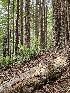  ( - FDS-CA-05137)  @11 [ ] by (2024) Mandy Hackney Fungal Diversity Survey