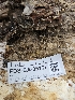  ( - FDS-CA-05137)  @11 [ ] by (2024) Mandy Hackney Fungal Diversity Survey