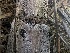  (Patellaria sp. CA02 - FDS-CA-04932)  @11 [ ] c (2024) Rudy Diaz Fungal Diversity Survey