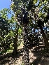  ( - FDS-CA-04932)  @11 [ ] c (2024) Rudy Diaz Fungal Diversity Survey
