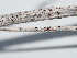  (Aureobasidium - FDS-CA-04752)  @11 [ ] by (2024) Justin Paulin Fungal Diversity Survey