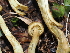  ( - FDS-CA-04756)  @11 [ ] by (2024) Justin Paulin Fungal Diversity Survey