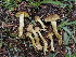  ( - FDS-CA-04756)  @11 [ ] by (2024) Justin Paulin Fungal Diversity Survey