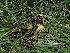  ( - FDS-CA-04756)  @11 [ ] by (2024) Justin Paulin Fungal Diversity Survey
