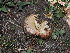  ( - FDS-CA-04764)  @11 [ ] by (2024) Justin Paulin Fungal Diversity Survey