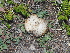  ( - FDS-CA-04764)  @11 [ ] by (2024) Justin Paulin Fungal Diversity Survey