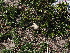  ( - FDS-CA-04764)  @11 [ ] by (2024) Justin Paulin Fungal Diversity Survey