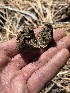 (Rhizopogon sp. CA04 - FDS-CA-04792)  @11 [ ] by-nc (2024) Dean Lyons Fungal Diversity Survey