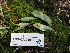  (Pucciniastrum - FDS-CA-05912)  @11 [ ] by-nc (2024) Fresno Mycology Society Fungal Diversity Survey